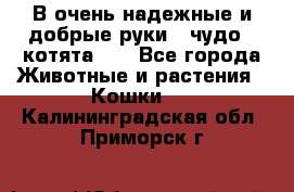 В очень надежные и добрые руки - чудо - котята!!! - Все города Животные и растения » Кошки   . Калининградская обл.,Приморск г.